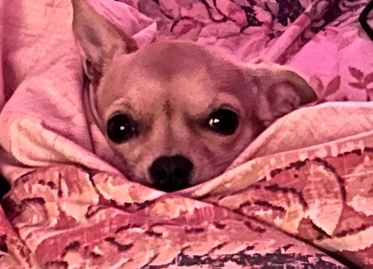 Hund „Chuzi“ soll auf Teneriffa von Kehrmaschine eingesaugt worden sein