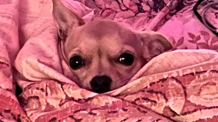 Hund Teneriffa Kehrmaschine