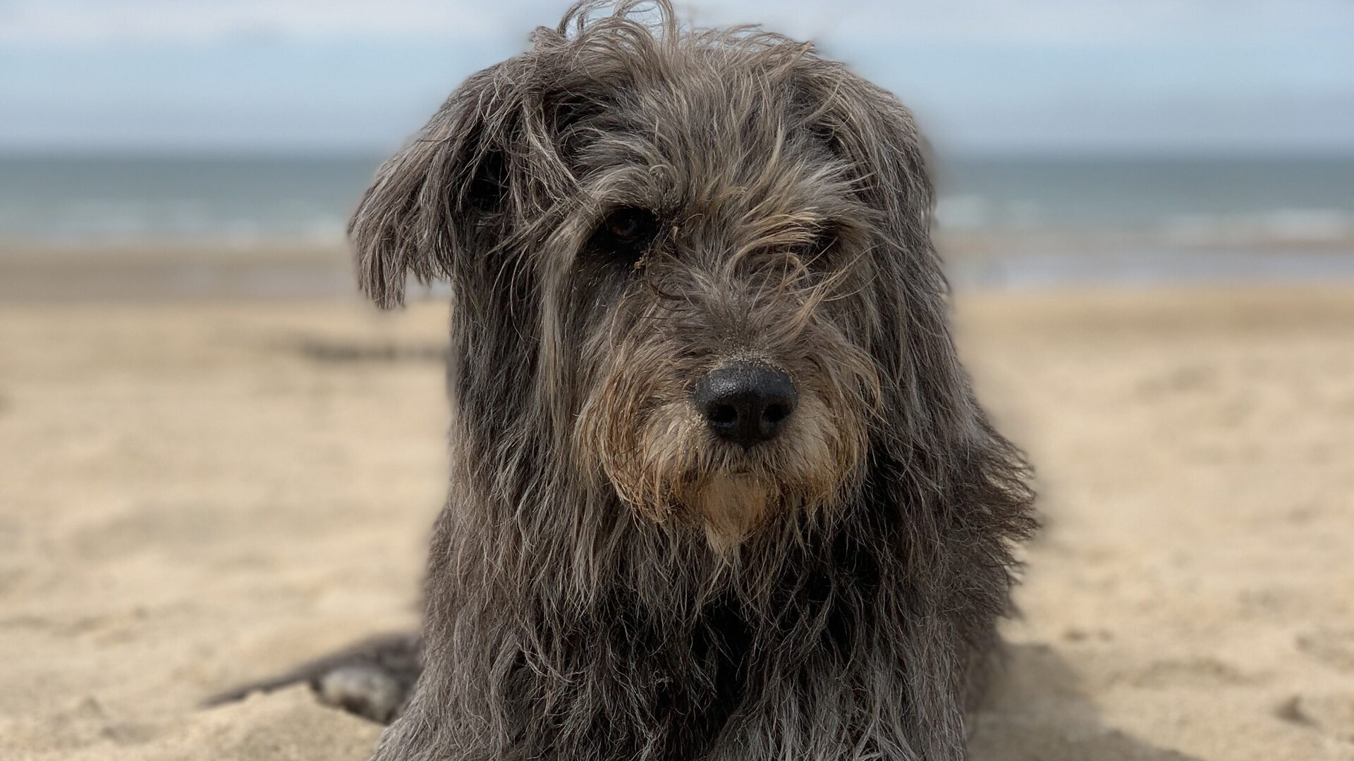 Kanaren: Leishmaniose-Ansteckung bestätigt: was Hundehalter wissen sollten