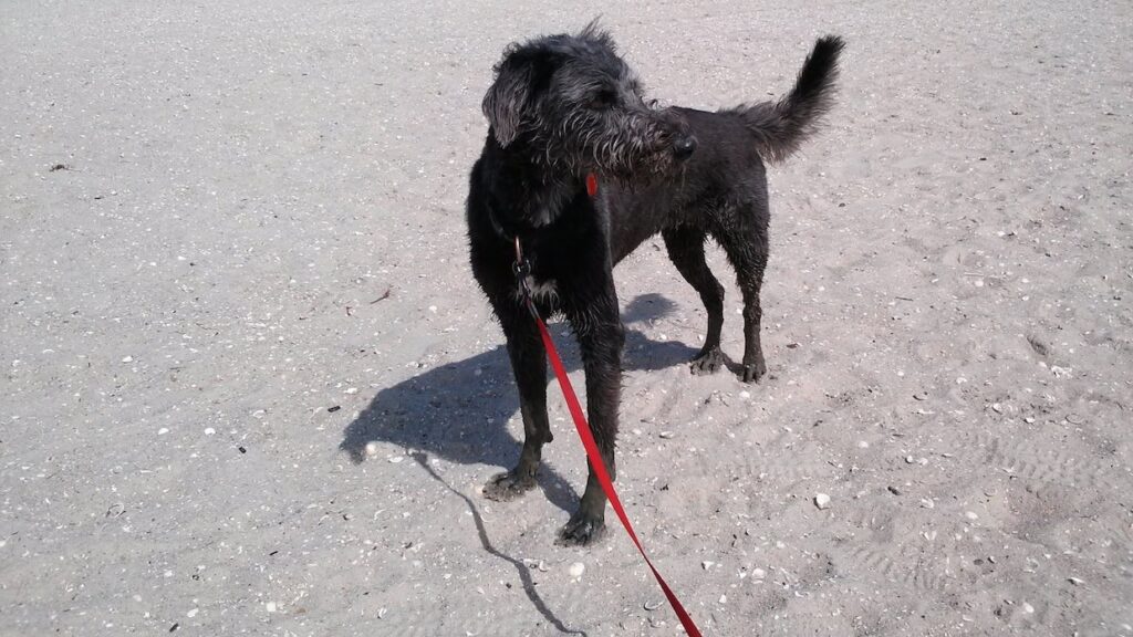 Rostige Nägel an Teneriffas Hundestrand ausgelegt
