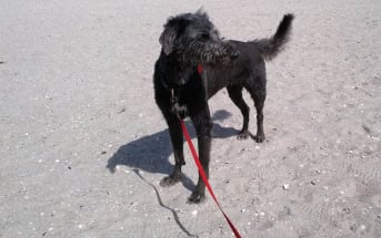 Hundestrand Teneriffa