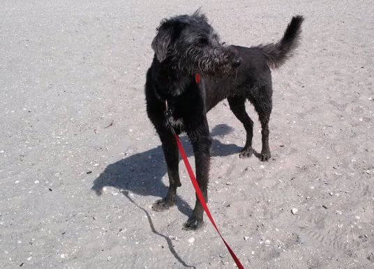 Hundestrand auf Teneriffa