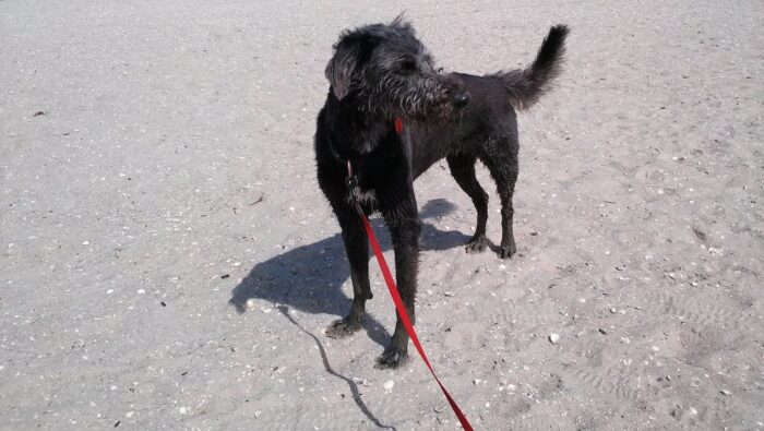 Hundestrand auf Teneriffa