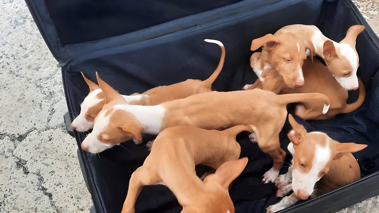 Das hat es mit den „Koffer-Hunden“ von Fuerteventura auf sich