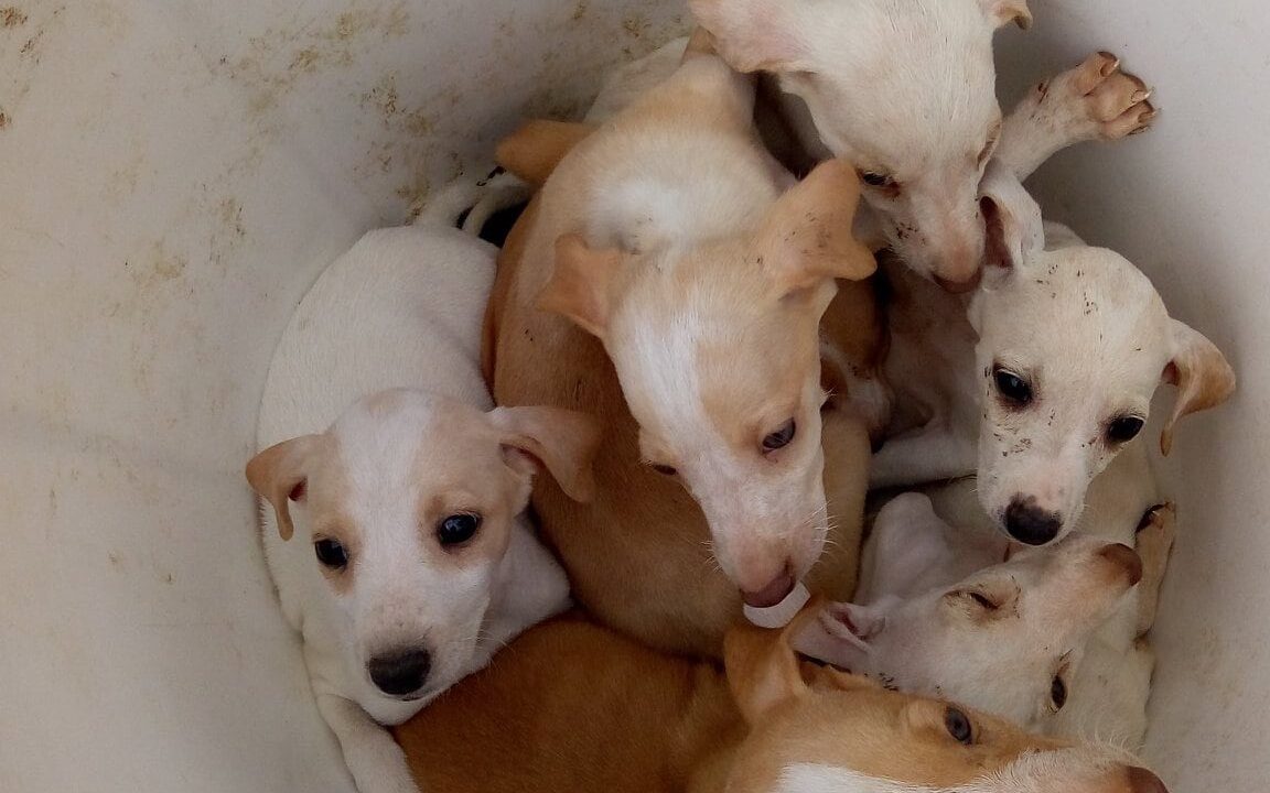 Teneriffa: Hundewelpen in schmutzigem Mülleimer ausgesetzt