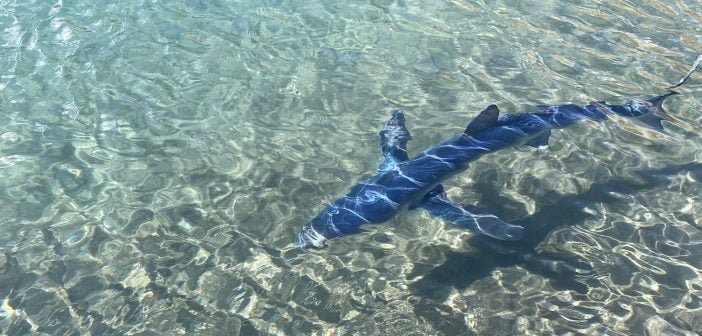 Hai besucht Teresitas-Strand auf Teneriffa, „Quallen“ sorgen für Sperrung