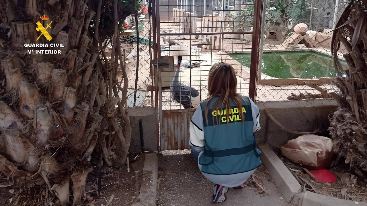 Teneriffas Polizei löst „illegalen Zoo“ auf