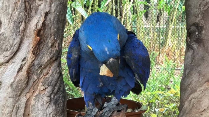 Junger Papagei Teneriffa Loro Parque