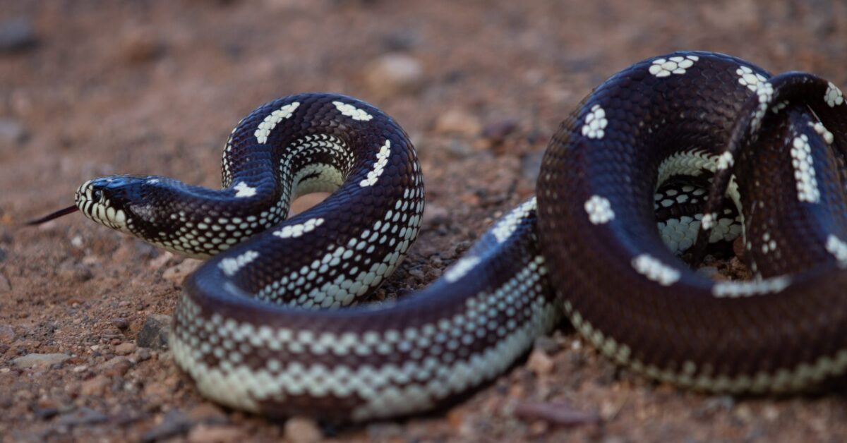 Kalifornische Königsnatter: Behörden fangen 793 invasive Schlangen auf Gran Canaria