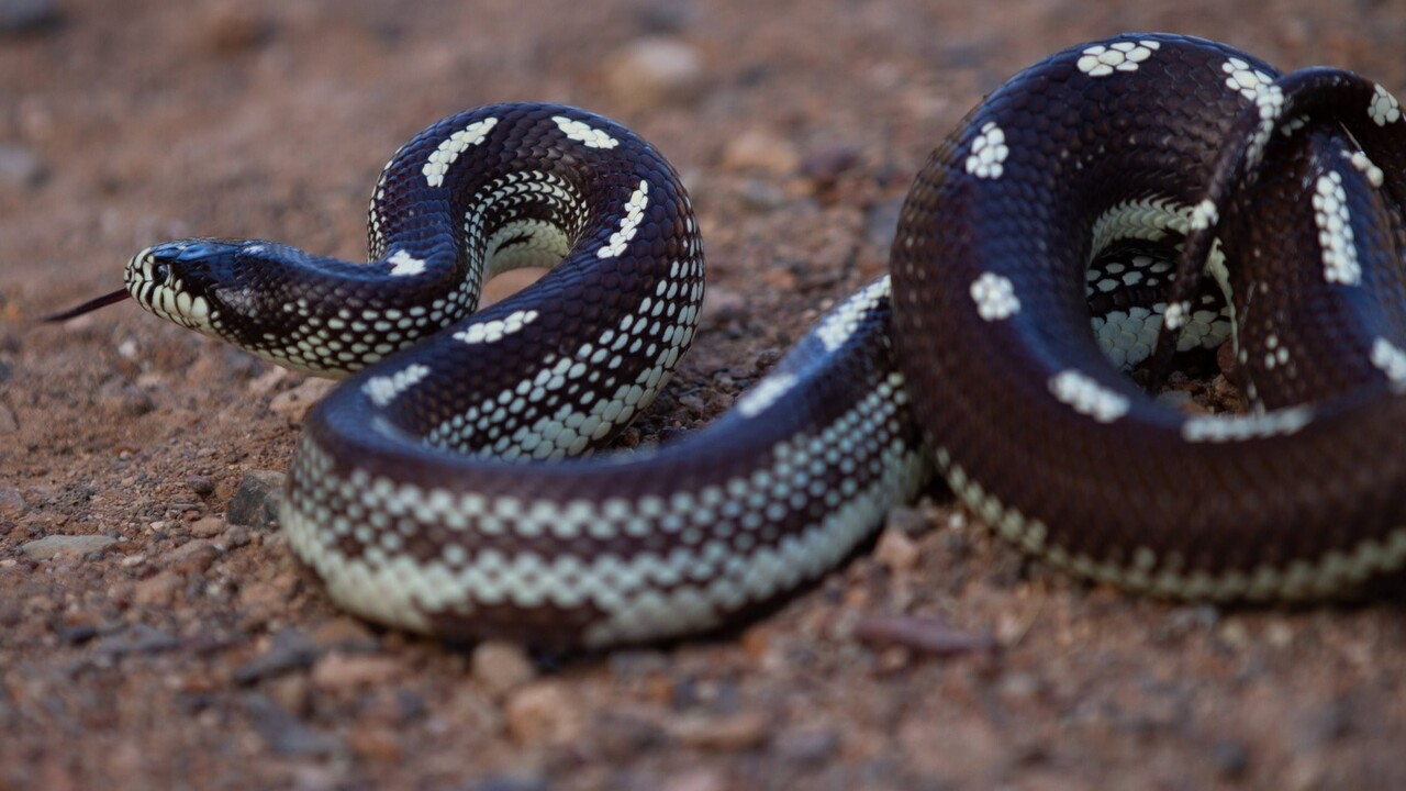 Kalifornische Königsnatter: Behörden fangen 793 invasive Schlangen auf Gran Canaria
