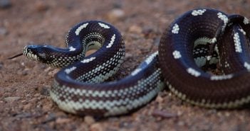Invasive Schlange erobert die Kanaren – was Sie bei Begegnung tun sollten Kalifornische Königsnatter Kanaren