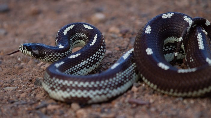 Invasive Schlange erobert die Kanaren – was Sie bei Begegnung tun sollten