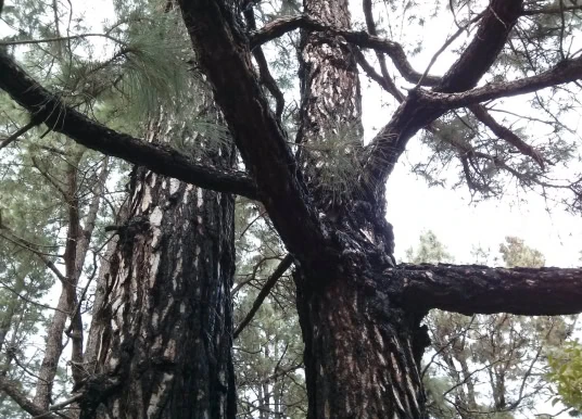 Wundersame Kanaren-Kiefer: So erholt sich der Wald nach einem Feuer