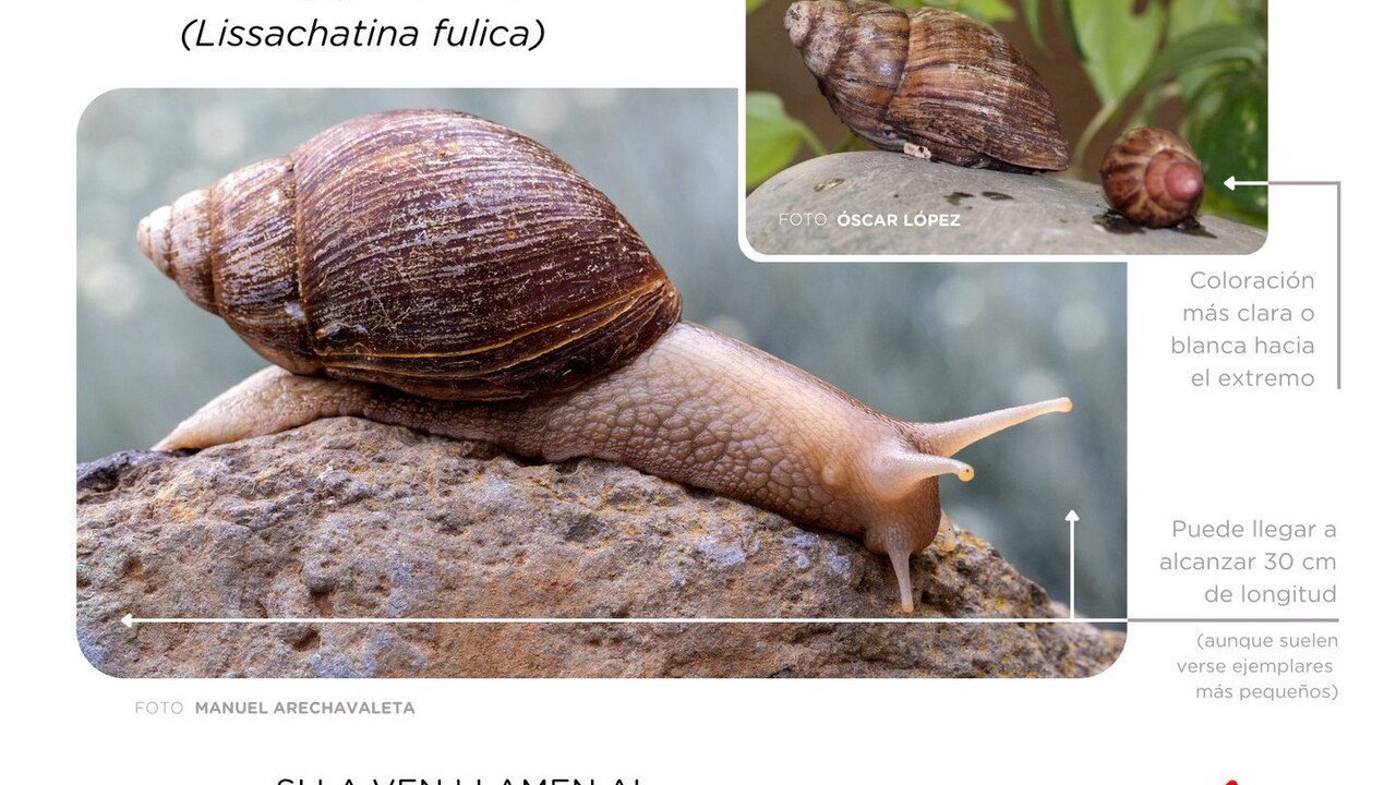 Meningitis-Gefahr: Kanaren entdeckten invasive Riesenschnecke