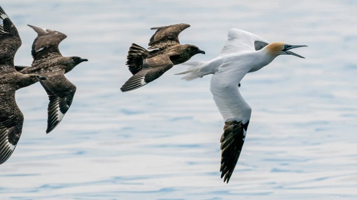 Kanaren Zugvogel Zugvögel