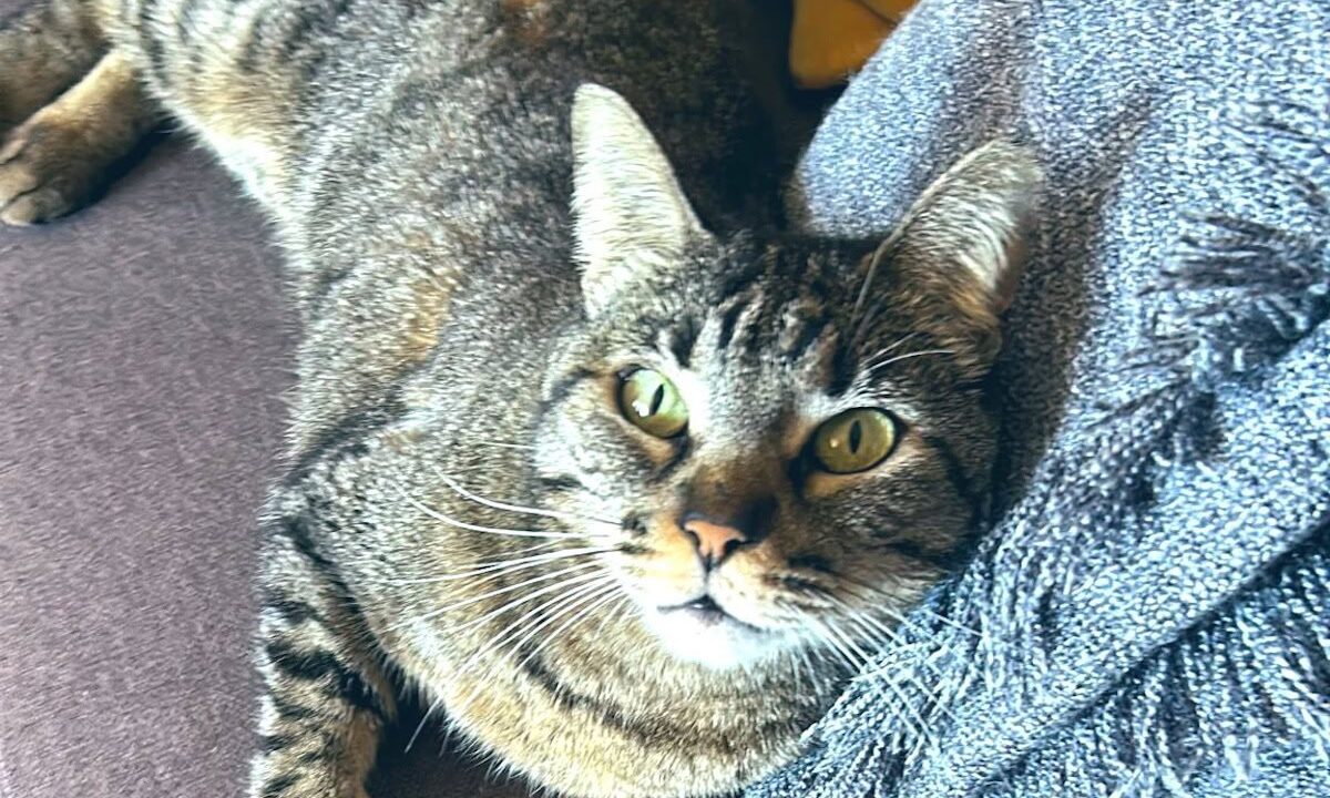 Flughafen Teneriffa verliert Katze – gibt es ein Happy End?