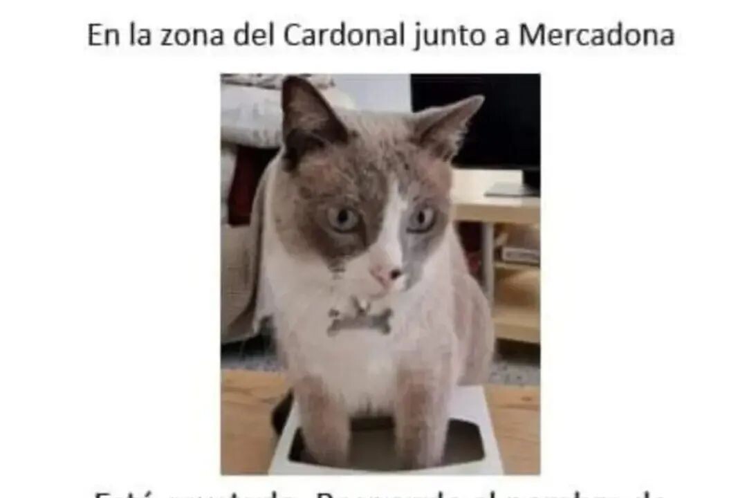 Verschwundene Katze: Familie auf Teneriffa zahlt Finder 1000 Euro