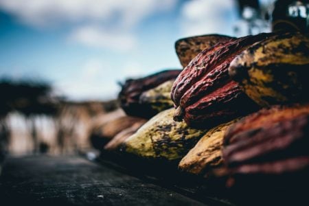 “Gold der Landwirtschaft”: Kanaren wollen künftig Kakao produzieren