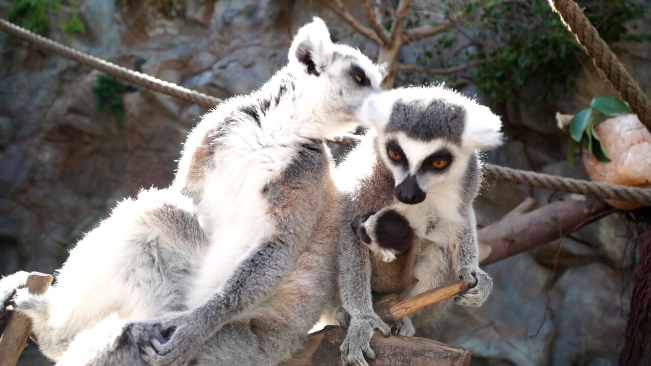 Süßer Lemuren-Nachwuchs im Loro Parque auf Teneriffa