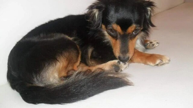 Hund Leyko stirbt auf Teneriffa aus Angst vor Feuerwerk