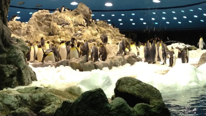 Pinguine im Loro Parque