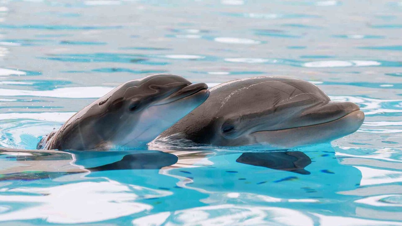 Delfin-Nachwuchs im Loro Parque auf Teneriffa