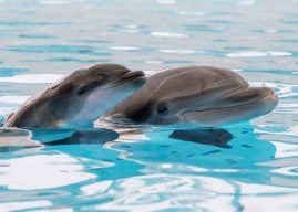 Delfin-Nachwuchs im Loro Parque auf Teneriffa