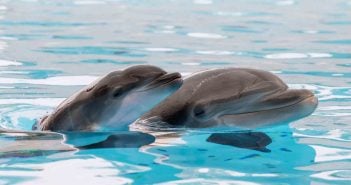 Loro Parque Delfin Geburt