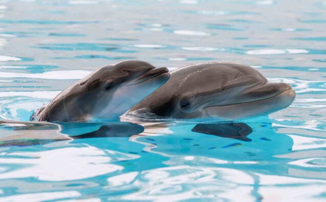 Delfin-Nachwuchs im Loro Parque auf Teneriffa