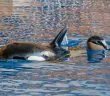 Loro Parque Orca-Nachwuchs
