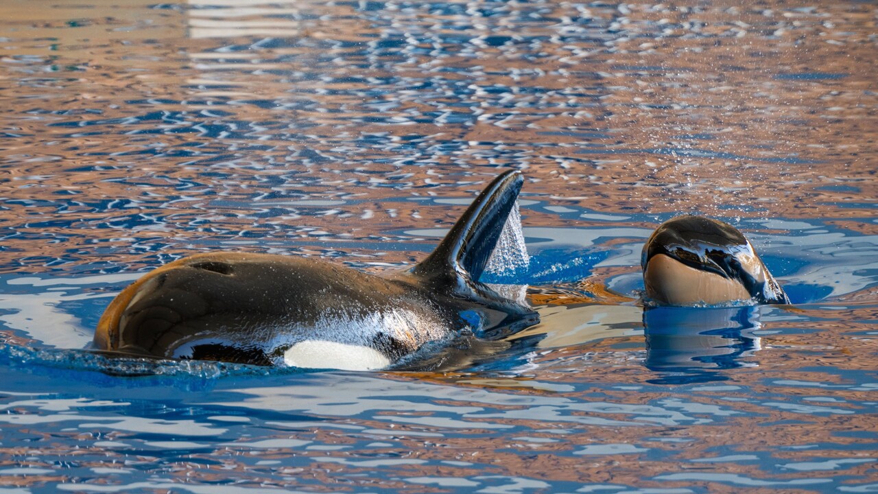 Name gefunden! So heißt das Orca-Baby im Loro Parque auf Teneriffa