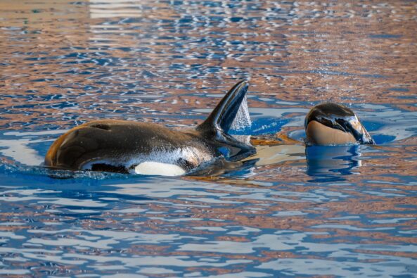 Loro Parque auf Teneriffa: Orca-Baby Teno stößt bald zur Familie