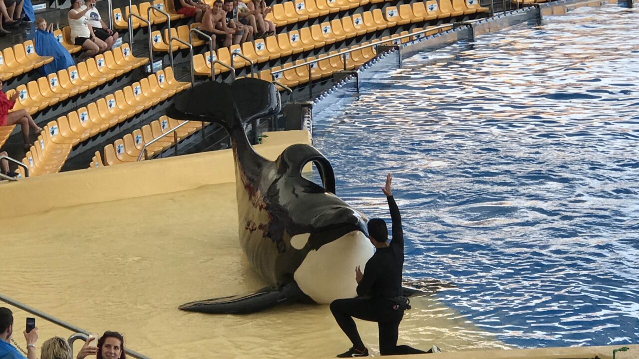 Wegen Orcas streicht Dertour Loro Parque auf Teneriffa aus dem Programm
