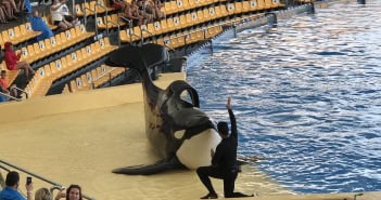Orca Kunststück an Land Loro Park