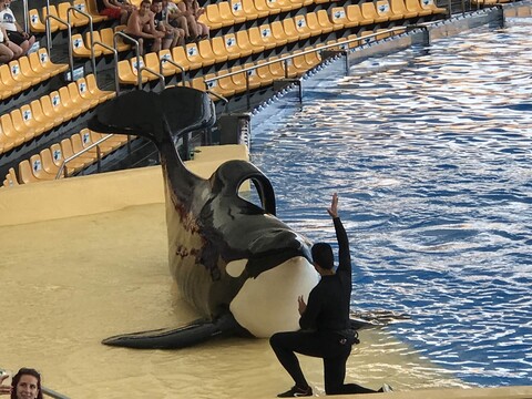 Orca Kunststück an Land Loro Park