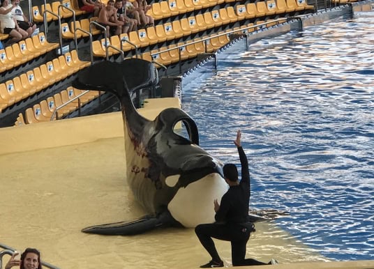 Wegen Orcas: Dertour beendet Zusammenarbeit mit Loro Parque auf Teneriffa