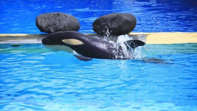 Zweites Orca-Baby: Wal-Nachwuchs im Loro Parque