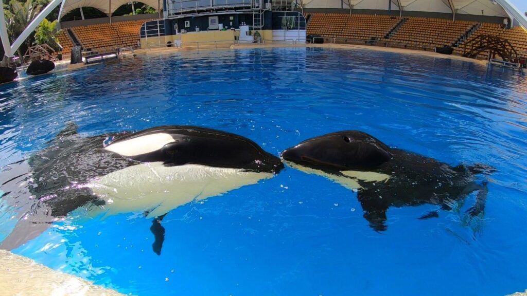 Tochter von Orca Morgan im Loro Parque verstorben