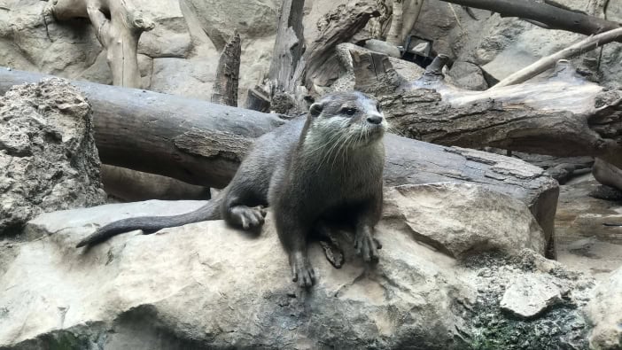 Otter Loro Parque