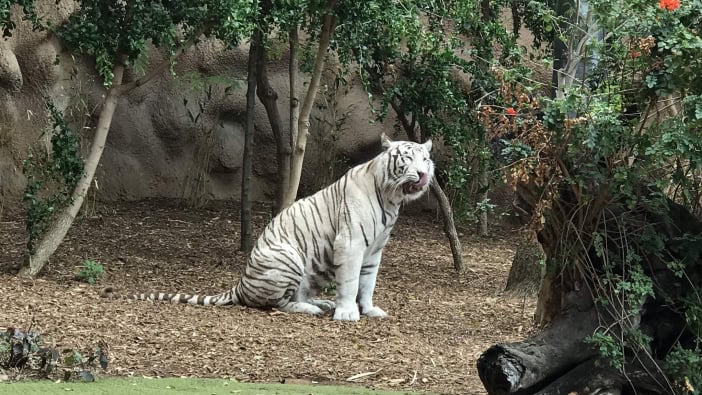 Weiße Tiger Loro Parque