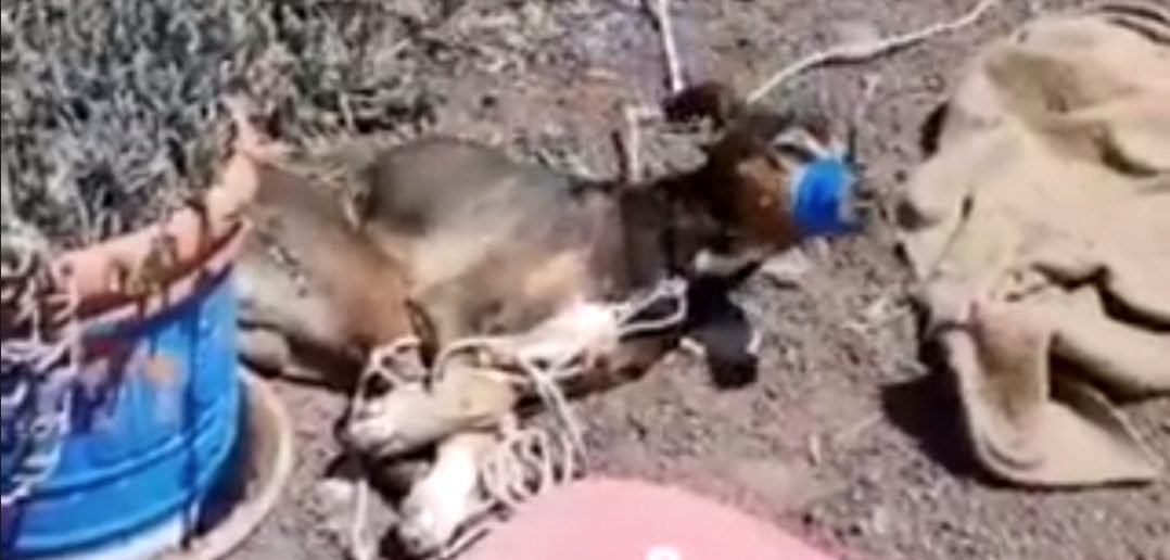 Tierquäler foltern Hund auf Lanzarote zu Tode