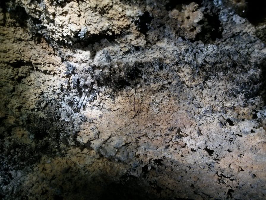 Lavahöhle Cueva del Viento Teneriffa Wurzeln