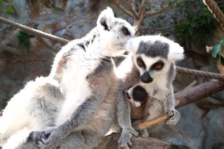 Süßer Lemuren-Nachwuchs im Loro Parque auf Teneriffa