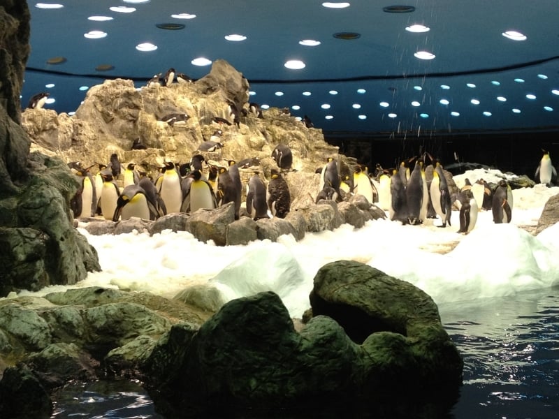 Pinguine im Loro Parque