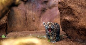 Loro Parque Jaguar-Babys gefährlich