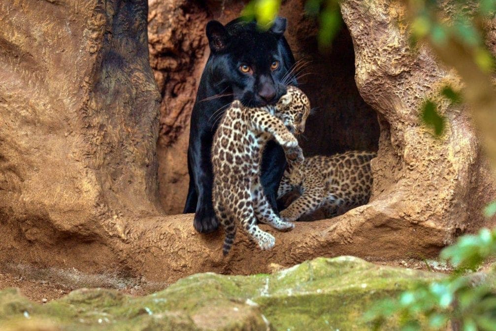 Loro Parque Jaguar-Babys Mama Naya