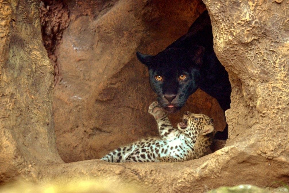 Loro Parque Jaguar-Babys Mutter Naya
