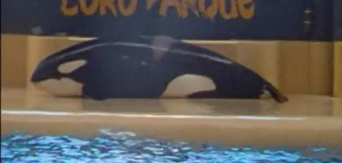Loro Parque: Orca Morgan sorgt erneut für Aufregung