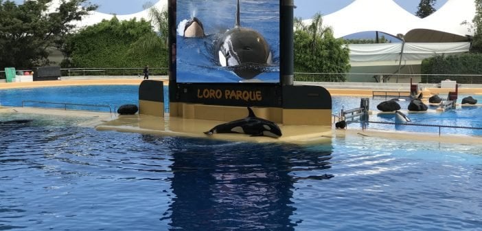 Loro Parque feiert 10 Jahre 'Rettung von Orca-Weibchen Morgan'