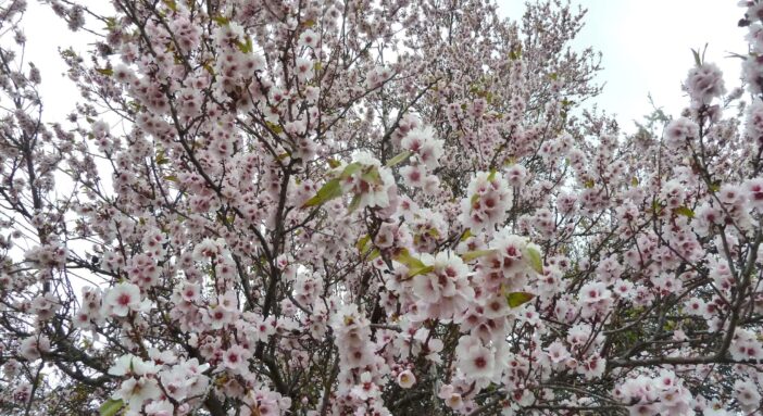 So erleben Sie die einzigartige Mandelblüte auf den Kanaren